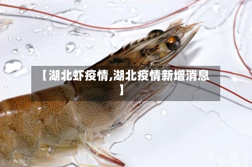 【湖北虾疫情,湖北疫情新增消息】-第2张图片